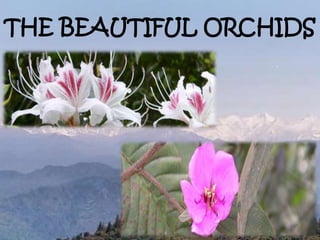 THE BEAUTIFUL ORCHIDS