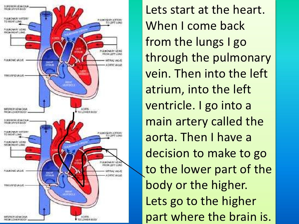 the path of red blood cell through the body to the heart