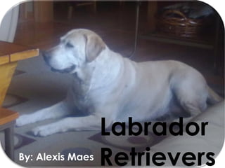 Labrador  Retrievers By: Alexis Maes 