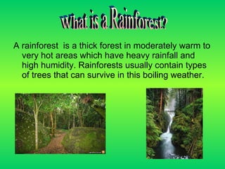 What is a Rainforest?