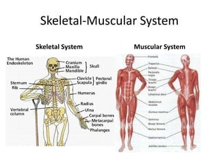 Skeletal-Muscular System
Skeletal System   Muscular System
 