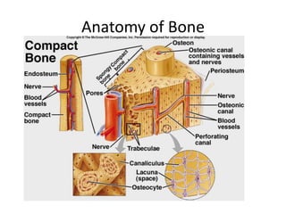 Anatomy of Bone
    • Bone
 
