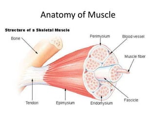 Anatomy of Muscle
 