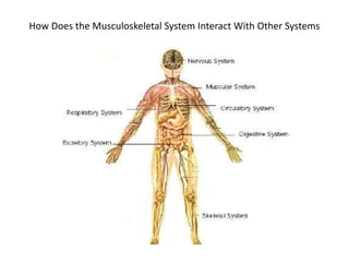 How Does the Musculoskeletal System Interact With Other Systems
 