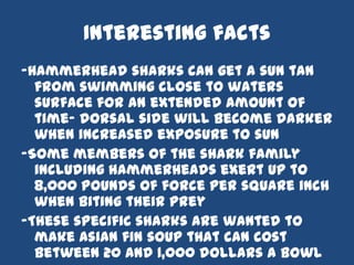 Hammerhead sharks | PPT