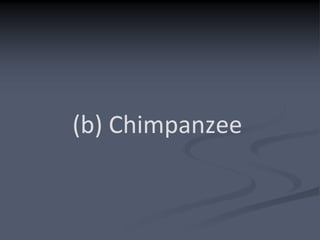 (b) Chimpanzee
 