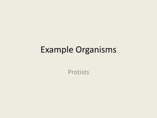 Example Organisms

      Protists
 