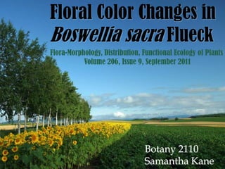 Floral Color Changes in
Boswellia sacra Flueck
Flora-Morphology, Distribution, Functional Ecology of Plants
           Volume 206, Issue 9, September 2011




                                Botany 2110
                                Samantha Kane
 