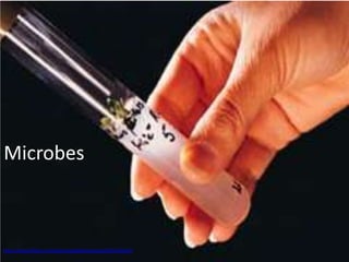 Microbes



http://www.flickr.com/photos/goldenswamp/2215321962/
 