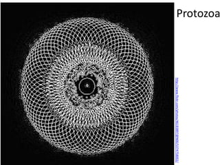 Protozoa




           http://www.flickr.com/photos/46183897@N00/5374758002/
 