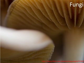 Fungi




http://www.flickr.com/photos/simpologist/553025
 