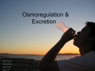 Osmoregulation &  Excretion Kevin Kwan Jeffery Khou Jessica Dai Jason Yiu 