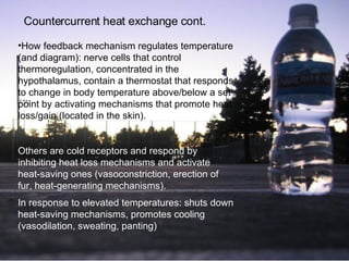 Countercurrent heat exchange  cont. How feedback mechanism regulates temperature (and diagram): nerve cells that control thermoregulation, concentrated in the hypothalamus, contain a thermostat that responds to change in body temperature above/below a set point by activating mechanisms that promote heat loss/gain (located in the skin).   Others are cold receptors and respond by inhibiting heat loss mechanisms and activate heat-saving ones (vasoconstriction, erection of fur, heat-generating mechanisms).  In response to elevated temperatures: shuts down heat-saving mechanisms, promotes cooling (vasodilation, sweating, panting)   