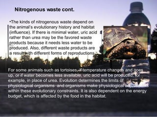Nitrogenous waste cont.  The kinds of nitrogenous waste depend on the animal’s evolutionary history and habitat (influence).  If there is minimal water, uric acid rather than urea may be the favored waste products because it needs less water to be produced. Also, different waste products are a result with different forms of reproductions.   For some animals such as tortoises, if temperature changes and goes up, or if water becomes less available, uric acid will be produced, for example, in place of urea. Evolution determines the limits of physiological organisms  and organisms make physiological adjustments   within these evolutionary constraints. It is also dependent on the energy budget, which is affected by the food in the habitat. 