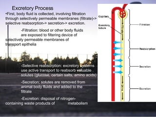 Excretory Process First, body fluid is collected, involving filtration through selectively permeable membranes (filtrate)-> selective reabsorption-> secretion-> excretion. -Filtration: blood or other body fluids  are exposed to filtering device of  selectively permeable membranes of  transport epithelia -Selective reabsorption: excretory systems  use active transport to reabsorb valuable  solutes (glucose, certain salts, amino acids) -Secretion; solutes are removed from  animal body fluids and added to the  filtrate -Excretion: disposal of nitrogen- containing waste products of  metabolism  