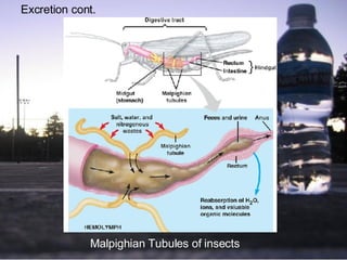 Malpighian Tubules of insects Excretion cont. 