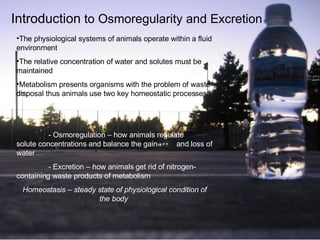 Introduction  to Osmoregularity and Excretion The physiological systems of animals operate within a fluid environment   The relative concentration of water and solutes must be maintained Metabolism presents organisms with the problem of waste disposal thus animals use two key homeostatic processes: - Osmoregulation – how animals regulate  solute concentrations and balance the gain  and loss of water - Excretion – how animals get rid of nitrogen- containing waste products of metabolism Homeostasis – steady state of physiological condition of the body  