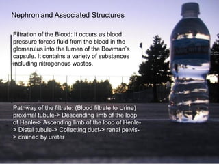Filtration of the Blood: It occurs as blood pressure forces fluid from the blood in the glomerulus into the lumen of the Bowman’s capsule. It contains a variety of substances including nitrogenous wastes.  Pathway of the filtrate: (Blood filtrate to Urine) proximal tubule-> Descending limb of the loop of Henle-> Ascending limb of the loop of Henle-> Distal tubule-> Collecting duct-> renal pelvis-> drained by ureter Nephron and Associated Structures 