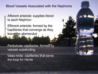 Blood Vessels Associated with the Nephrons Afferent arteriole: supplies blood to each Nephron Efferent arteriole: formed by the capillaries that converge as they leave the glomerulus Peritubular capillaries: formed by vessels subdividing Vasa recta: capillaries that serve the loop for Henle 