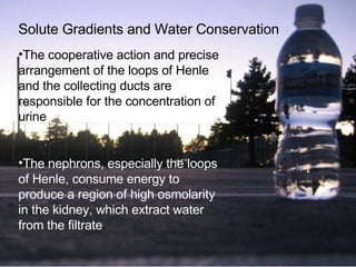 Solute Gradients and Water Conservation The cooperative action and precise arrangement of the loops of Henle and the collecting ducts are responsible for the concentration of urine The nephrons, especially the loops of Henle, consume energy to produce a region of high osmolarity in the kidney, which extract water from the filtrate . 
