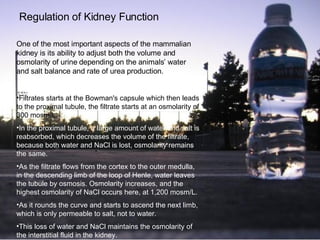 Regulation of Kidney Function One of the most important aspects of the mammalian kidney is its ability to adjust both the volume and osmolarity of urine depending on the animals’ water and salt balance and rate of urea production. Filtrates starts at the Bowman's capsule which then leads to the proximal tubule, the filtrate starts at an osmolarity of 300 mosm/L. In the proximal tubule, a large amount of water and salt is reabsorbed, which decreases the volume of the filtrate, because both water and NaCl is lost, osmolarity remains the same. As the filtrate flows from the cortex to the outer medulla, in the descending limb of the loop of Henle, water leaves the tubule by osmosis. Osmolarity increases, and the highest osmolarity of NaCl occurs here, at 1,200 mosm/L. As it rounds the curve and starts to ascend the next limb, which is only permeable to salt, not to water. This loss of water and NaCl maintains the osmolarity of the interstitial fluid in the kidney. 