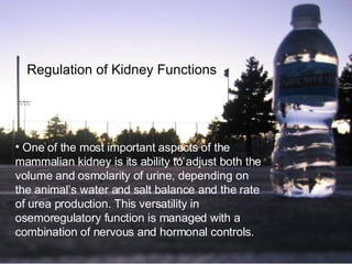 One of the most important aspects of the mammalian kidney is its ability to adjust both the volume and osmolarity of urine, depending on the animal’s water and salt balance and the rate of urea production. This versatility in osemoregulatory function is managed with a combination of nervous and hormonal controls. Regulation of Kidney Functions 