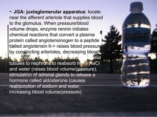 ·  JGA: juxtaglomerular apparatus : locate near the afferent arteriole that supplies blood to the glomulus. When pressure/blood volume drops, enzyme rennin initiates chemical reactions that convert a plasma protein called angiotensinogen to a peptide called angiotensin II-> raises blood pressure by constricting arterioles, decreasing blood  flow to many capillaries, stimulates   proximal tubules to nephrons to reabsorb more NaCl and water (raises blood volume/pressure), stimulation of adrenal glands to release a hormone called aldosterone (causes reabsorption of sodium and water, increasing blood volume/pressure). 