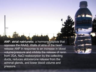 ANF: atrial natriuretic : a hormone/peptide that opposes the RAAS. Walls of atria of the heart release ANF in response to an increase in blood volume/pressure and inhibits the release of renin from JGA, NaCl reabsorption by the collecting ducts, reduces aldosterone release from the adrenal glands, and lower blood volume and pressure.  