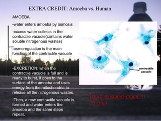 AMOEBA -water enters amoeba by osmosis -excess water collects in the contractile vacuole(contains water soluble nitrogenous wastes) -osmoregulation is the main function of the contractile vacuole -EXCRETION: when the contractile vacuole is full and is ready to burst, it goes to the surface of the amoeba and uses energy from the mitochondria to release all the nitrogenous wastes.  -Then, a new contractile vacuole is formed and water enters the amoeba and the same steps repeat.  EXTRA CREDIT: Amoeba vs. Human ^   THAT IS SOOO COOL!!!    O.O xP   