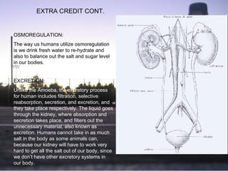 OSMOREGULATION: The way us humans utilize osmoregulation is we drink fresh water to re-hydrate and also to balance out the salt and sugar level in our bodies. EXCRETION: Unlike the Amoeba, the excretory process for human includes filtration, selective reabsorption, secretion, and excretion, and they take place respectively. The liquid goes through the kidney, where absorption and secretion takes place, and filters out the unnecessary material, also known as excretion. Humans cannot take in as much salt in the body as some animals can, because our kidney will have to work very hard to get all the salt out of our body, since we don’t have other excretory systems in our body.   EXTRA CREDIT CONT. 