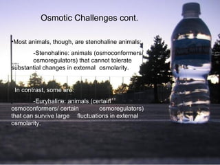 Osmotic Challenges cont. Most animals, though, are stenohaline animals: -Stenohaline:  animals (osmoconformers/  osmoregulators) that cannot tolerate  substantial changes in external  osmolarity.   In contrast, some are: -Euryhaline:  animals (certain  osmoconformers/ certain  osmoregulators) that can survive large  fluctuations in external osmolarity . 