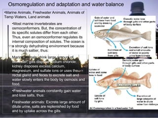 Osmoregulation and adaptation and water balance  Marine Animals, Freshwater Animals, Animals of Temp Waters, Land animals Most marine invertebrates are osmoconformers. But, the concentration of its specific solutes differ from each other. Thus, even an osmoconformer regulates its internal composition of solutes. The ocean is a strongly dehydrating environment because it is much saltier, thus: Marine animals: drink large amount of  seawater; gills dispose sodium chloride; kidney disposes excess calcium, magnesium, and sulfate ions or uses the rectal gland and feces to excrete salt and water slowly enters the body by osmosis and food.   Freshwater animals constantly gain water and lose salts, thus: Freshwater animals: Excrete large amount of dilute urine, salts are replenished by food and by uptake across the gills.   
