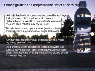 Osmoregulation and adaptation and water balance cont.  Animals that live in temporary waters can withstand huge fluctuations of moisture in their environments.  (Anhydrobiosis: survival in a dormant state when one habitat dries up) Their habitats may dry up, thus: Animals that live in temporary water (and hydrobiotic animals): utilize large amounts of sugar (trehalose)  Land animals face the threat  of desiccation as a major regulatory problem, thus Land animals: utilize adaptations that reduce water loss such as body coverings, some are nocturnal, drinking and eating moist food and by using metabolic water, and simple anatomical features  