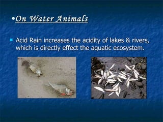 On Water Animals Acid Rain increases the acidity of lakes & rivers, which is directly effect the aquatic ecosystem. 
