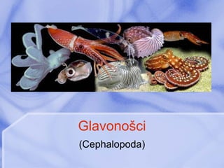 Glavonošci (Cephalopoda) 
