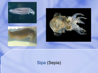 Sipa  (Sepia) 