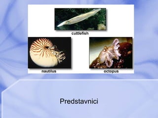 Predstavnici 