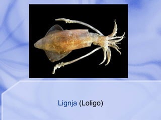 Lignja  (Loligo) 