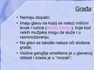 Građa : Nemaju stopalo ; Imaju glavu na kojoj se nalazi mišićni levak i ručice ( venac pipaka ) ,  koje kod nekih mužjaka mogu da služe i u razmnožavanju ; Na glavi se takođe nalaze oči složene građe ; Većina ganglija smeštena je u glavenoj oblasti i srasla je u “mozak” ; 