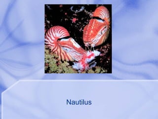 Nautilus 