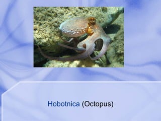 Hobotnica  (Octopus) 