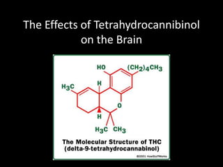 The Effects of Tetrahydrocannibinol
            on the Brain
 
