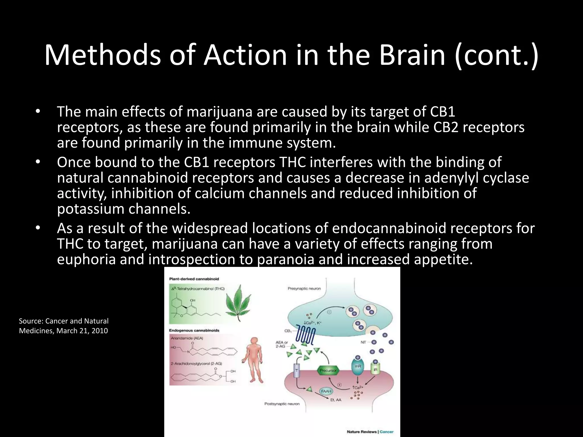 Methods of Action in the Brain (cont.)
    • The main effects of marijuana are caused by its target of CB1
      receptors, as these are found primarily in the brain while CB2 receptors
      are found primarily in the immune system.
    • Once bound to the CB1 receptors THC interferes with the binding of
      natural cannabinoid receptors and causes a decrease in adenylyl cyclase
      activity, inhibition of calcium channels and reduced inhibition of
      potassium channels.
    • As a result of the widespread locations of endocannabinoid receptors for
      THC to target, marijuana can have a variety of effects ranging from
      euphoria and introspection to paranoia and increased appetite.


Source: Cancer and Natural
Medicines, March 21, 2010
 