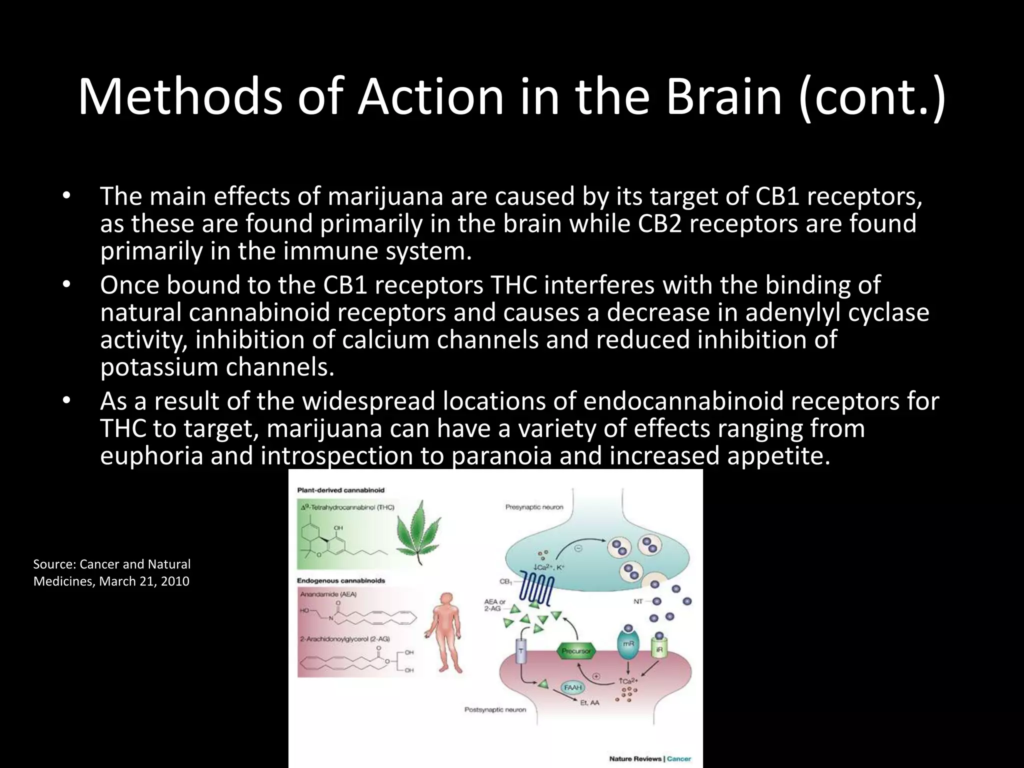 Methods of Action in the Brain (cont.)
    • The main effects of marijuana are caused by its target of CB1 receptors,
      as these are found primarily in the brain while CB2 receptors are found
      primarily in the immune system.
    • Once bound to the CB1 receptors THC interferes with the binding of
      natural cannabinoid receptors and causes a decrease in adenylyl cyclase
      activity, inhibition of calcium channels and reduced inhibition of
      potassium channels.
    • As a result of the widespread locations of endocannabinoid receptors for
      THC to target, marijuana can have a variety of effects ranging from
      euphoria and introspection to paranoia and increased appetite.


Source: Cancer and Natural
Medicines, March 21, 2010
 