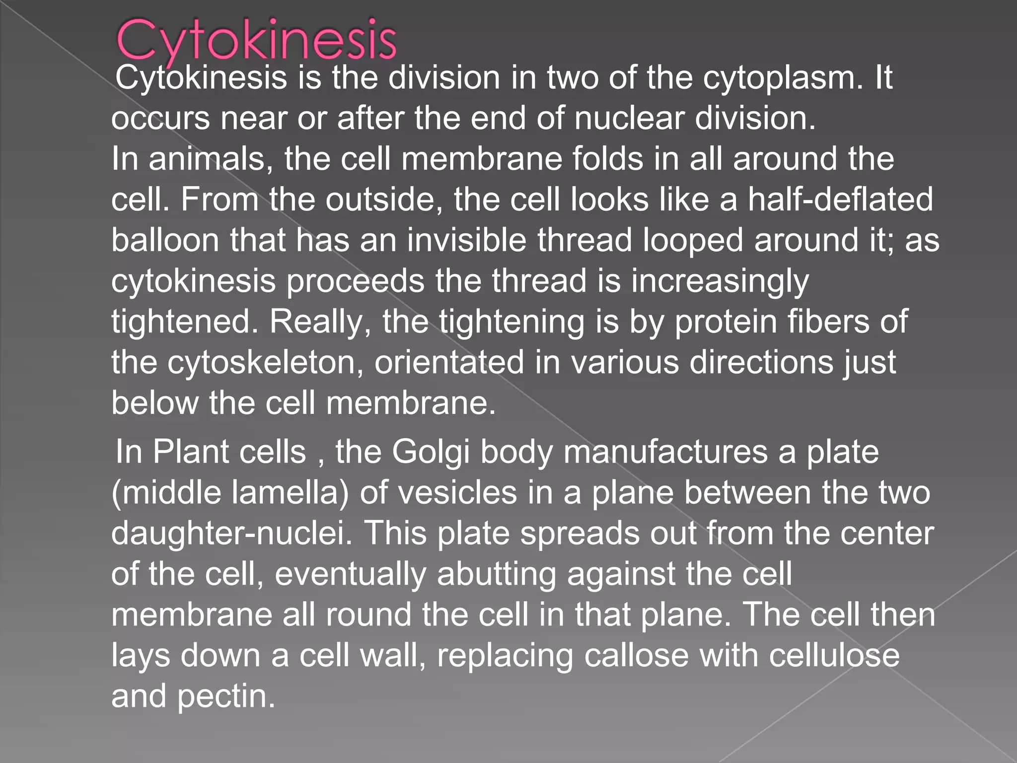 Cytokinesis is the division in two of the cytoplasm. It
occurs near or after the end of nuclear division.
In animals, the cell membrane folds in all around the
cell. From the outside, the cell looks like a half-deflated
balloon that has an invisible thread looped around it; as
cytokinesis proceeds the thread is increasingly
tightened. Really, the tightening is by protein fibers of
the cytoskeleton, orientated in various directions just
below the cell membrane.
 In Plant cells , the Golgi body manufactures a plate
(middle lamella) of vesicles in a plane between the two
daughter-nuclei. This plate spreads out from the center
of the cell, eventually abutting against the cell
membrane all round the cell in that plane. The cell then
lays down a cell wall, replacing callose with cellulose
and pectin.
 