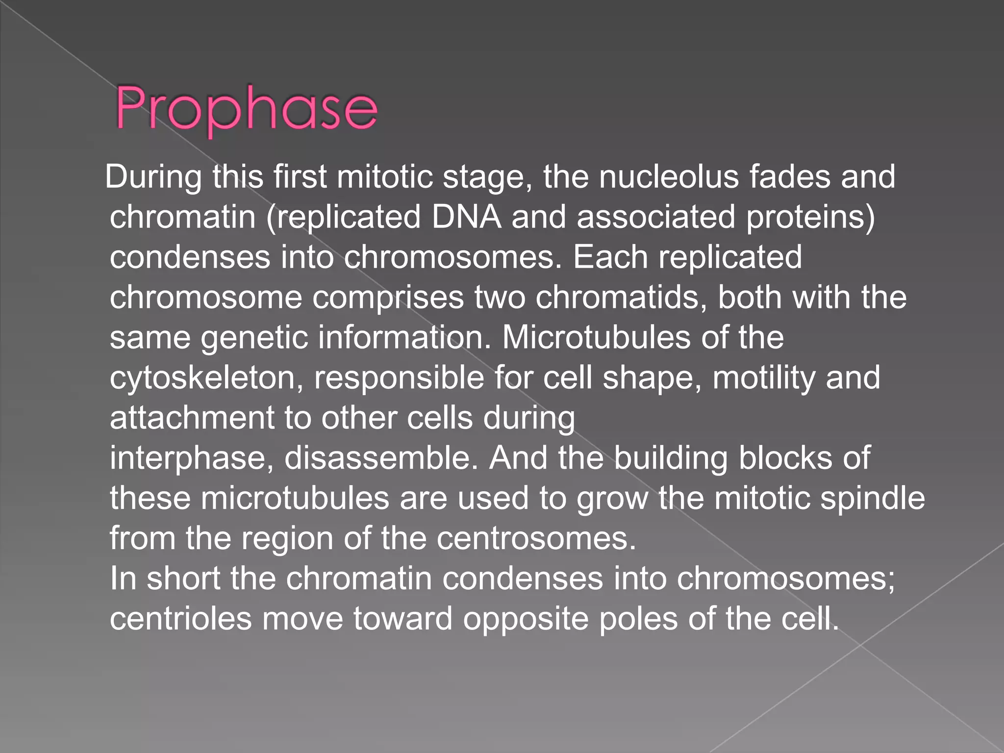 During this first mitotic stage, the nucleolus fades and
chromatin (replicated DNA and associated proteins)
condenses into chromosomes. Each replicated
chromosome comprises two chromatids, both with the
same genetic information. Microtubules of the
cytoskeleton, responsible for cell shape, motility and
attachment to other cells during
interphase, disassemble. And the building blocks of
these microtubules are used to grow the mitotic spindle
from the region of the centrosomes.
In short the chromatin condenses into chromosomes;
centrioles move toward opposite poles of the cell.
 
