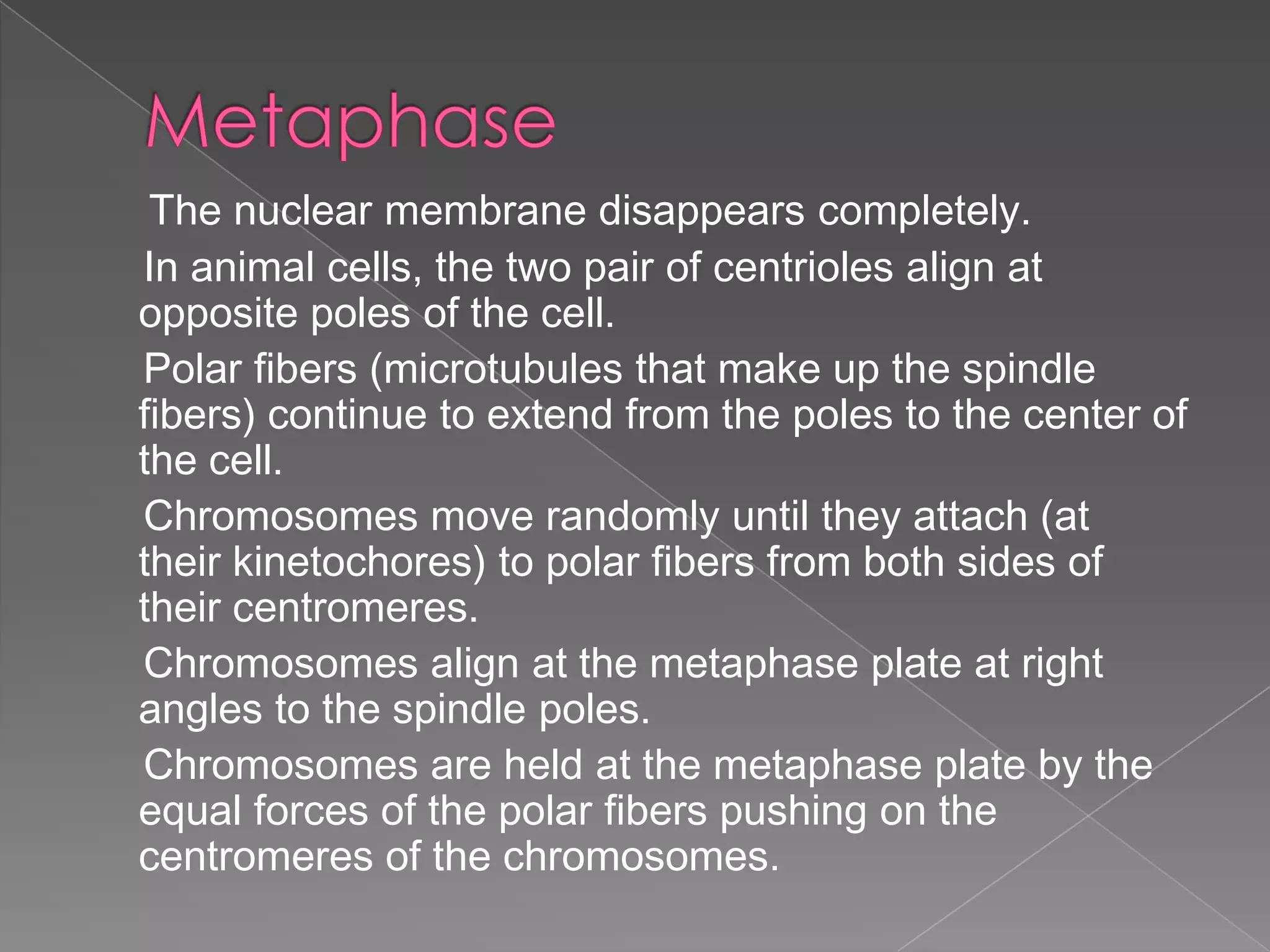The nuclear membrane disappears completely.
In animal cells, the two pair of centrioles align at
opposite poles of the cell.
Polar fibers (microtubules that make up the spindle
fibers) continue to extend from the poles to the center of
the cell.
Chromosomes move randomly until they attach (at
their kinetochores) to polar fibers from both sides of
their centromeres.
Chromosomes align at the metaphase plate at right
angles to the spindle poles.
Chromosomes are held at the metaphase plate by the
equal forces of the polar fibers pushing on the
centromeres of the chromosomes.
 