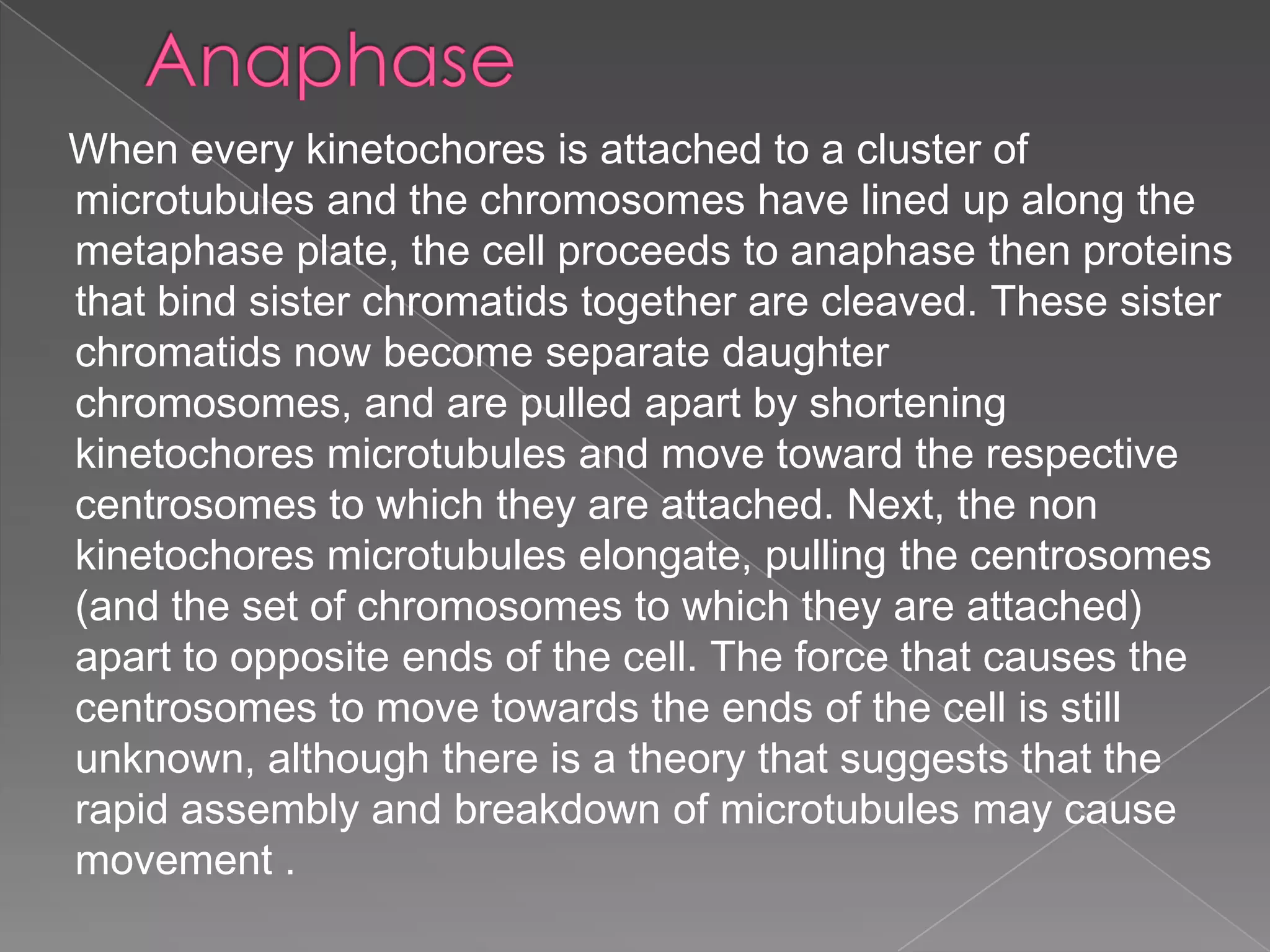 When every kinetochores is attached to a cluster of
microtubules and the chromosomes have lined up along the
metaphase plate, the cell proceeds to anaphase then proteins
that bind sister chromatids together are cleaved. These sister
chromatids now become separate daughter
chromosomes, and are pulled apart by shortening
kinetochores microtubules and move toward the respective
centrosomes to which they are attached. Next, the non
kinetochores microtubules elongate, pulling the centrosomes
(and the set of chromosomes to which they are attached)
apart to opposite ends of the cell. The force that causes the
centrosomes to move towards the ends of the cell is still
unknown, although there is a theory that suggests that the
rapid assembly and breakdown of microtubules may cause
movement .
 