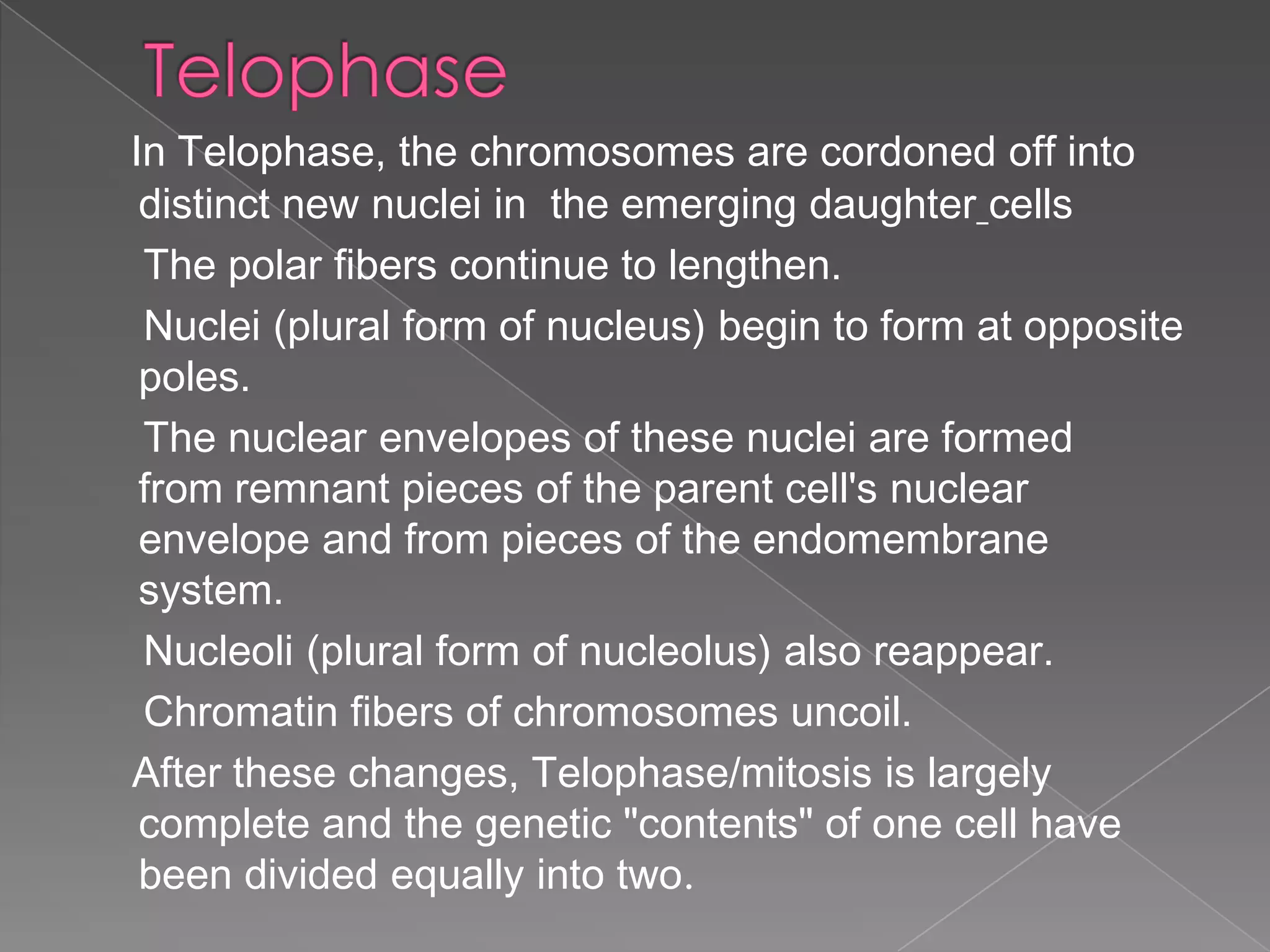 In Telophase, the chromosomes are cordoned off into
 distinct new nuclei in the emerging daughter cells
 The polar fibers continue to lengthen.
 Nuclei (plural form of nucleus) begin to form at opposite
 poles.
 The nuclear envelopes of these nuclei are formed
 from remnant pieces of the parent cell's nuclear
 envelope and from pieces of the endomembrane
 system.
 Nucleoli (plural form of nucleolus) also reappear.
 Chromatin fibers of chromosomes uncoil.
After these changes, Telophase/mitosis is largely
 complete and the genetic "contents" of one cell have
 been divided equally into two.
 