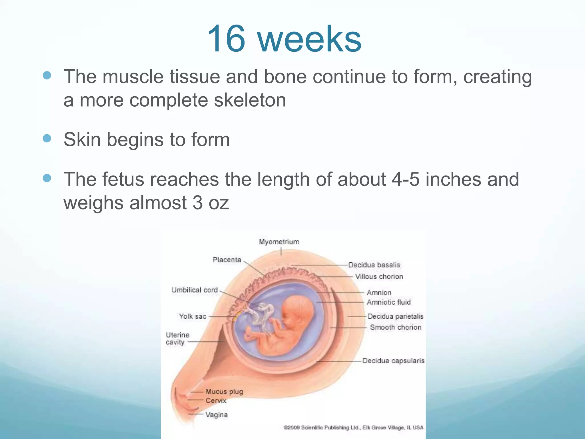 16 weeks
 The muscle tissue and bone continue to form, creating
  a more complete skeleton

 Skin begins to form
 The fetus reaches the length of about 4-5 inches and
  weighs almost 3 oz
 